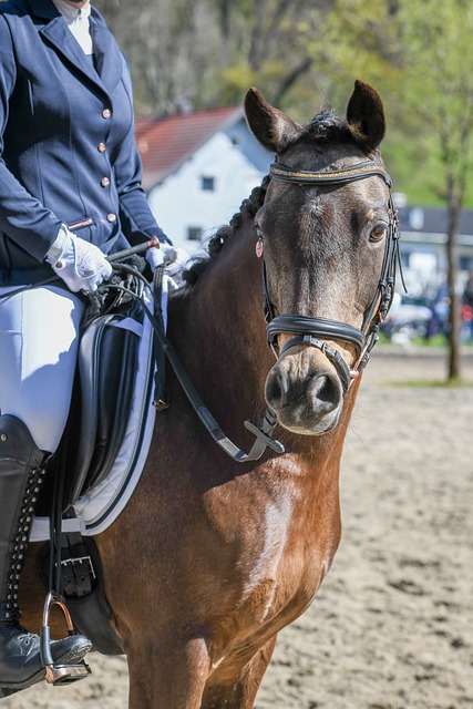 赛季欧洲国 赛季欧洲国