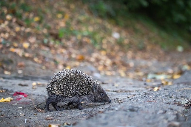 更多的比赛 更多的比赛